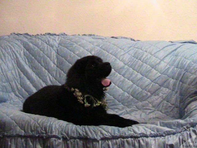 Фото: ньюфаундленд Линда-Мери Лин (Linda-Meri Lin)