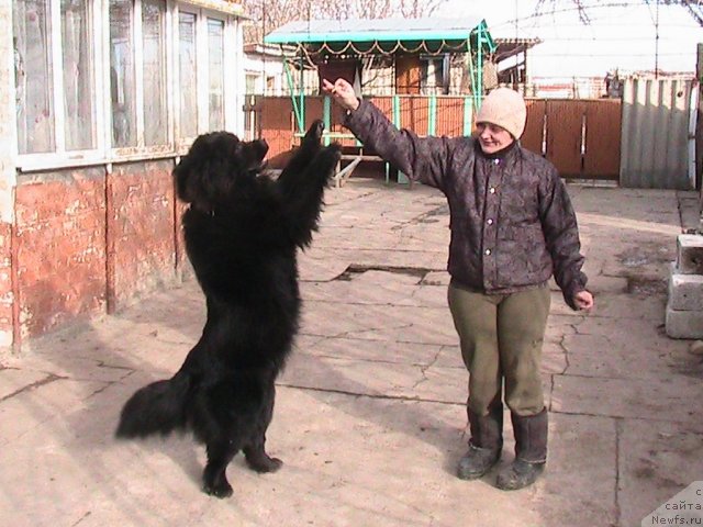 Фото: ньюфаундленд Линда-Мери Лин (Linda-Meri Lin), Лина Шершеневич