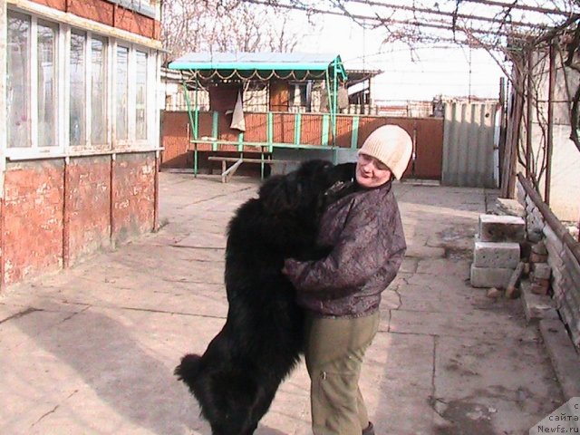 Фото: ньюфаундленд Линда-Мери Лин (Linda-Meri Lin), Лина Шершеневич