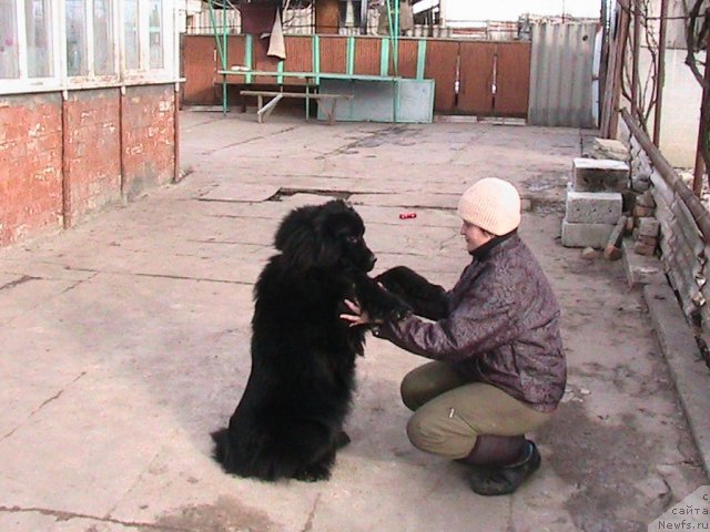 Фото: ньюфаундленд Линда-Мери Лин (Linda-Meri Lin), Лина Шершеневич