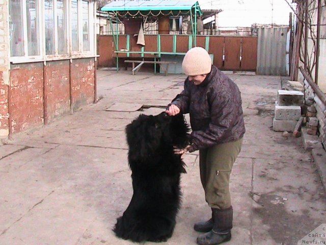 Фото: ньюфаундленд Линда-Мери Лин (Linda-Meri Lin), Лина Шершеневич