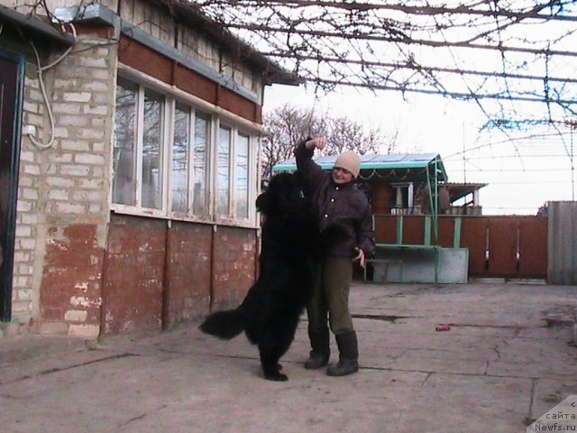 Фото: ньюфаундленд Линда-Мери Лин (Linda-Meri Lin), Лина Шершеневич