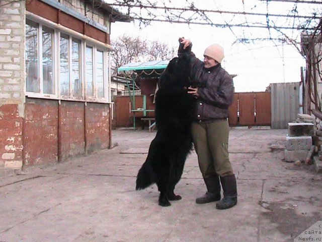 Фото: ньюфаундленд Линда-Мери Лин (Linda-Meri Lin), Лина Шершеневич