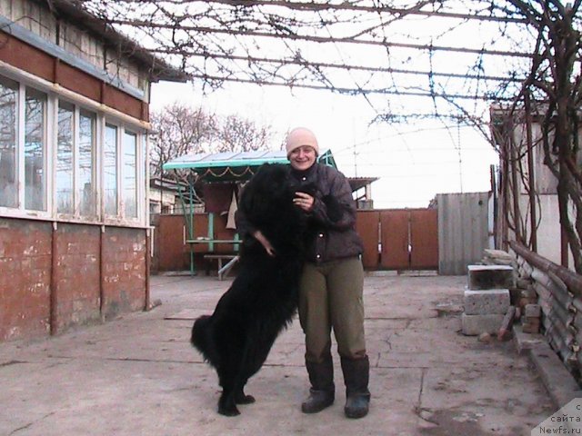 Фото: ньюфаундленд Линда-Мери Лин (Linda-Meri Lin), Лина Шершеневич