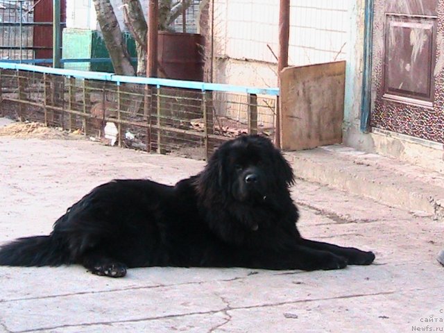 Фото: ньюфаундленд Линда-Мери Лин (Linda-Meri Lin)