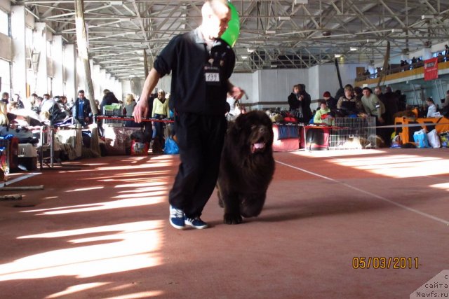 Фото: ньюфаундленд Диамонд