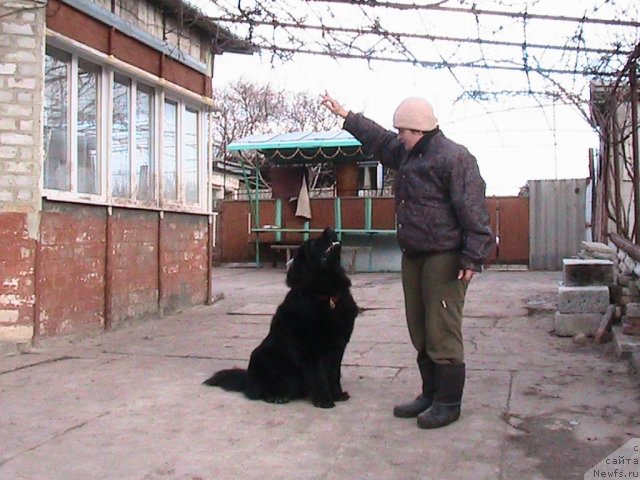 Фото: ньюфаундленд Линда-Мери Лин (Linda-Meri Lin), Лина Шершеневич