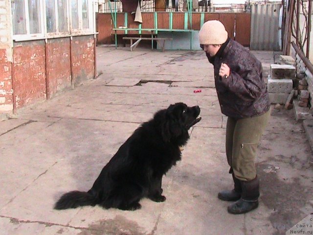 Фото: ньюфаундленд Линда-Мери Лин (Linda-Meri Lin), Лина Шершеневич