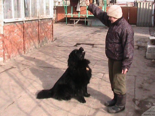 Фото: ньюфаундленд Линда-Мери Лин (Linda-Meri Lin), Лина Шершеневич