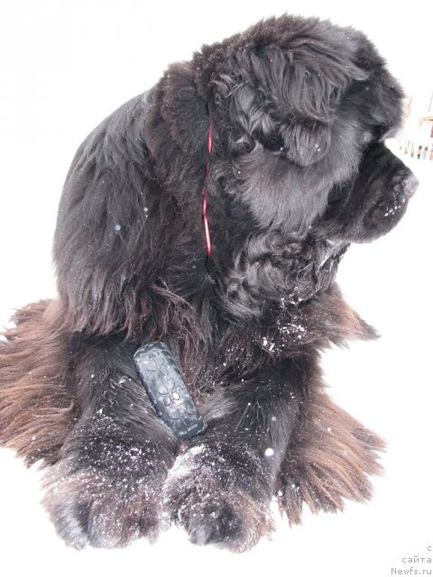 Фото: ньюфаундленд Иван Царевич из Тихого Омута (Ivan Tsarevich iz Tihogo Omuta)