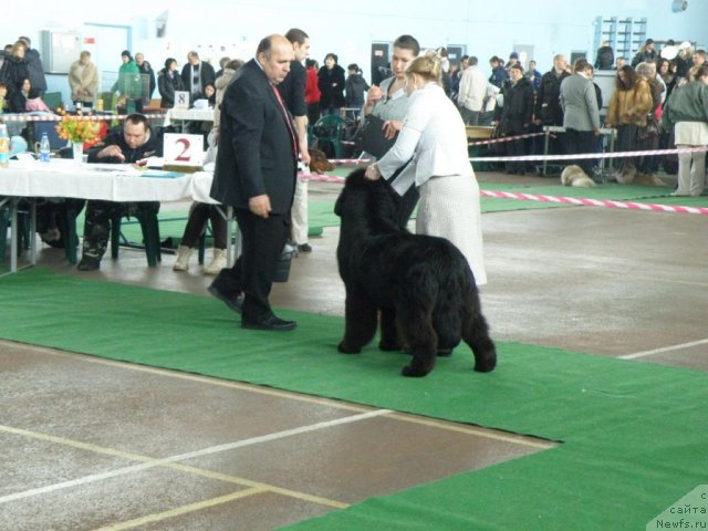 Фото: ньюфаундленд Inflame My Heart Midnight Bear, Анастасия Заливако