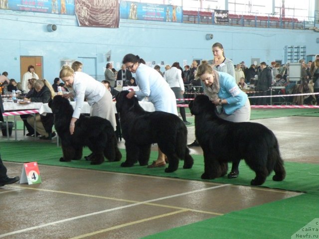 Фото: ньюфаундленд Just For My Heart Midnight Bear, Анастасия Заливако, ньюфаундленд Topgallant's Aboardage, Лада Павликовская, ньюфаундленд Midnight Lady's Voodoo Priest, Ольга Заливако