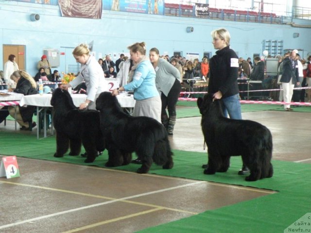 Фото: ньюфаундленд Inflame My Heart Midnight Bear, Анастасия Заливако, ньюфаундленд Midnight Lady's Voodoo Priest, Ольга Заливако, ньюфаундленд Endowed By Spirit Midnight Bear, Елена Григорьева