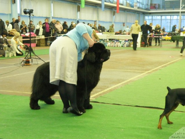 Фото: ньюфаундленд Midnight Lady's Voodoo Priest, Ольга Заливако