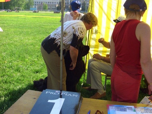 Фото: ньюфаундленд Акин Соул София, Татьяна Прусова