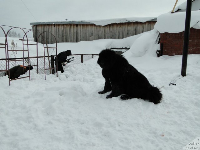 Фото: ньюфаундленд Ньюфорт Лунный Бархат