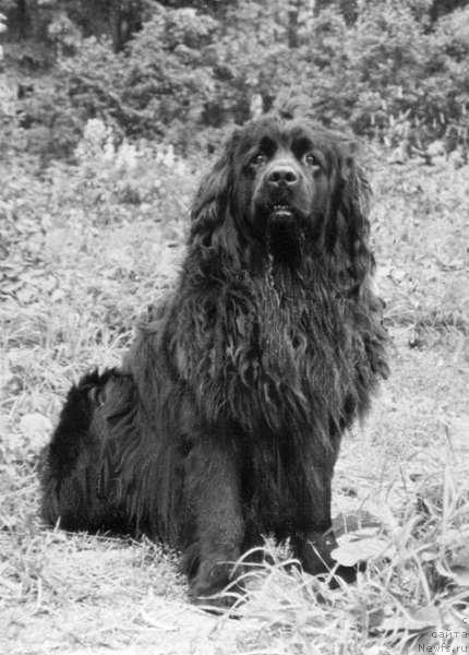 Фото: ньюфаундленд Лорд Евдар