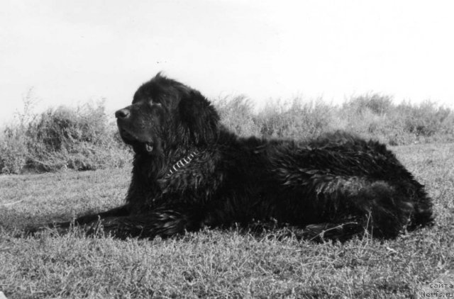 Фото: ньюфаундленд Рада