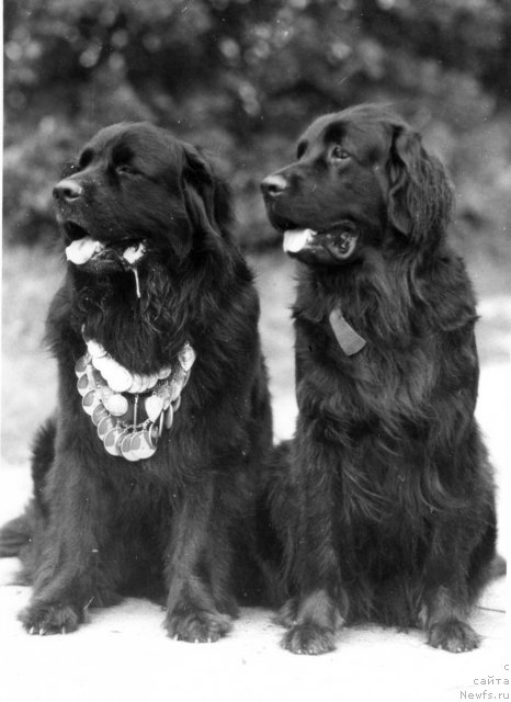 Фото: ньюфаундленд Юликс (Julix), ньюфаундленд Рада