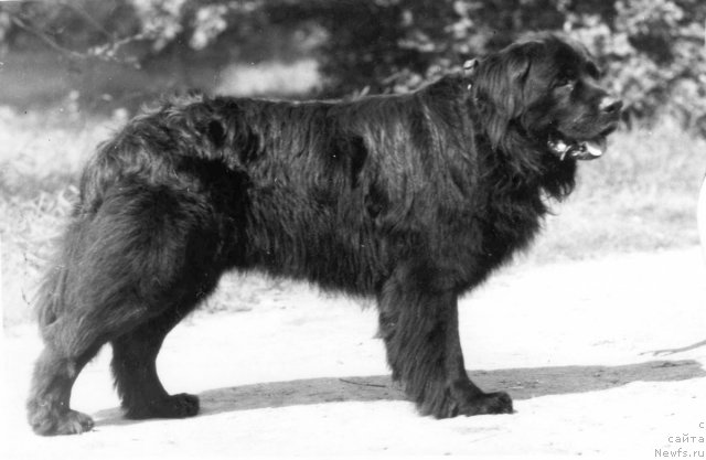 Фото: ньюфаундленд Юликс (Julix)