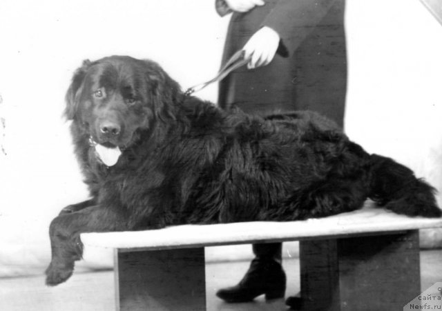 Фото: ньюфаундленд Мартин Аскри