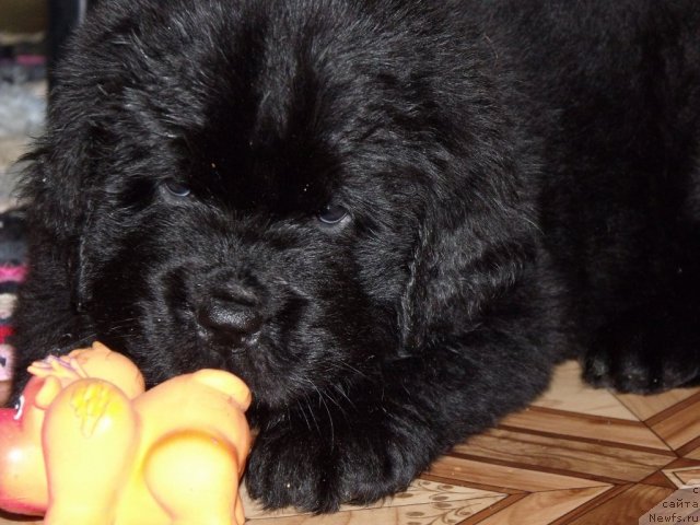 Фото: Кобель от, ньюфаундленд Neverine's Earthquaker, ньюфаундленд Топтыжка Сияние от Айсберга