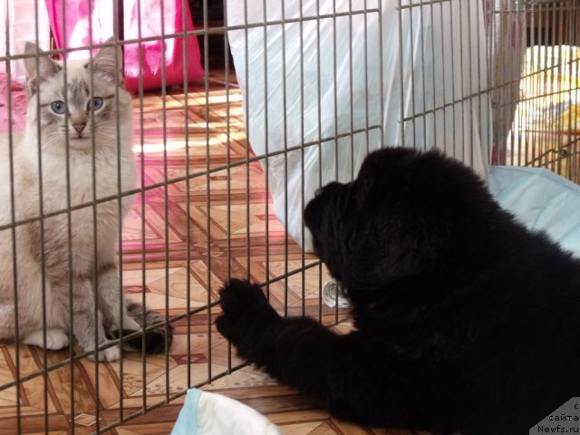 Фото: кобель от, ньюфаундленд Neverine's Earthquaker, ньюфаундленд Топтыжка Сияние от Айсберга