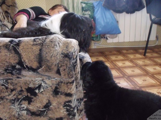 Фото: кобель от, ньюфаундленд Neverine's Earthquaker, ньюфаундленд Топтыжка Сияние от Айсберга