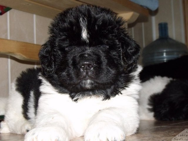 Фото: Жезл Монарха от, ньюфаундленд Neverine's Earthquaker, ньюфаундленд Топтыжка Сияние от Айсберга