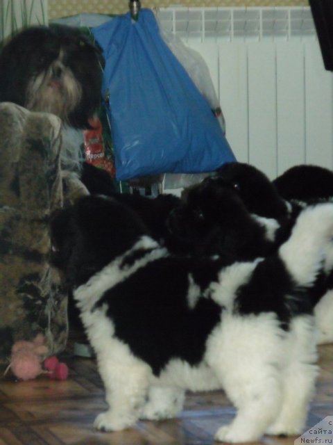 Фото: щенки от, ньюфаундленд Neverine's Earthquaker, ньюфаундленд Топтыжка Сияние от Айсберга