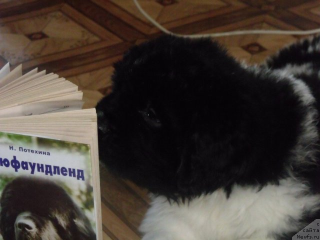 Фото: щенки от, ньюфаундленд Neverine's Earthquaker, ньюфаундленд Топтыжка Сияние от Айсберга