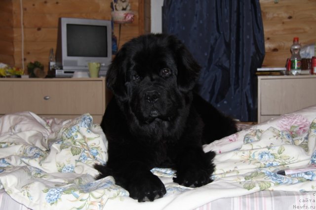 Фото: ньюфаундленд Рестайлинг Фром Шипмэн