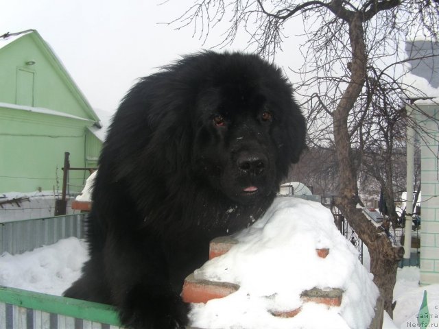 Фото: ньюфаундленд Ягуар-Хранитель Покоя