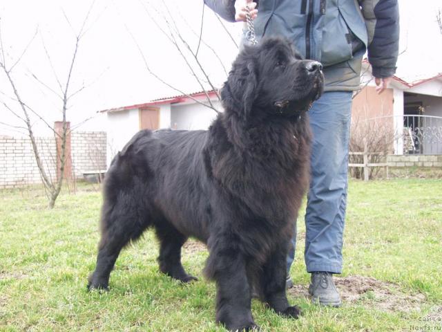 Фото: ньюфаундленд Таффи Милая Бестия