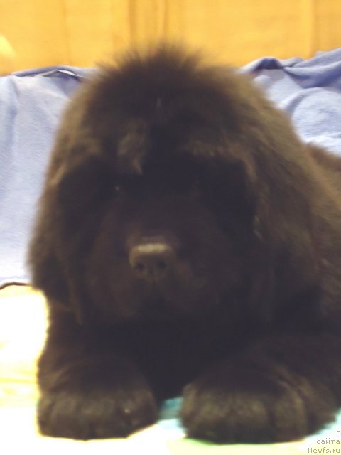 Фото: ньюфаундленд Уютная Долина Бассинда Гламур Лэйди