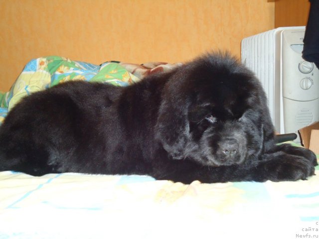 Фото: ньюфаундленд Уютная Долина Бассинда Гламур Лэйди