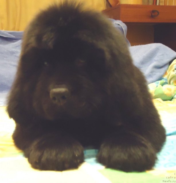 Фото: ньюфаундленд Уютная Долина Бассинда Гламур Лэйди