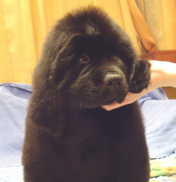 Фото: ньюфаундленд Уютная Долина Бассинда Гламур Лэйди