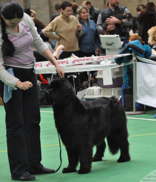 Фото: ньюфаундленд Мэджикал Оушен Дарк Квин, Мария Смирнова
