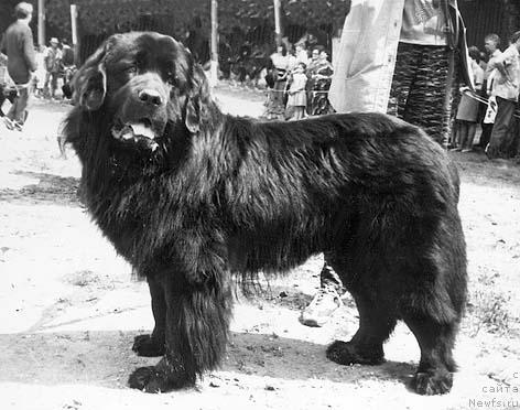 Фото: ньюфаундленд Нью Алан Зомар Вольф