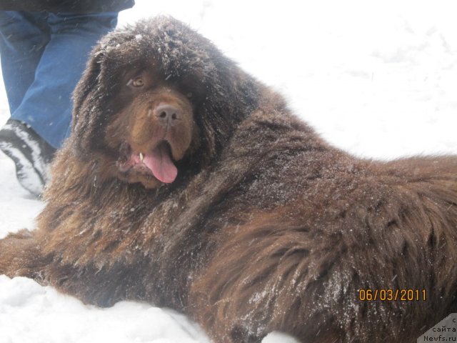 Фото: ньюфаундленд Командор из Медвежьего Яра
