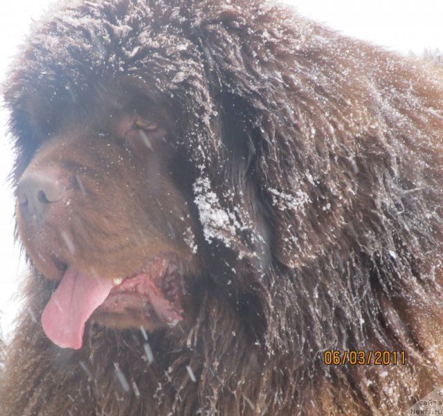 Фото: ньюфаундленд Командор из Медвежьего Яра