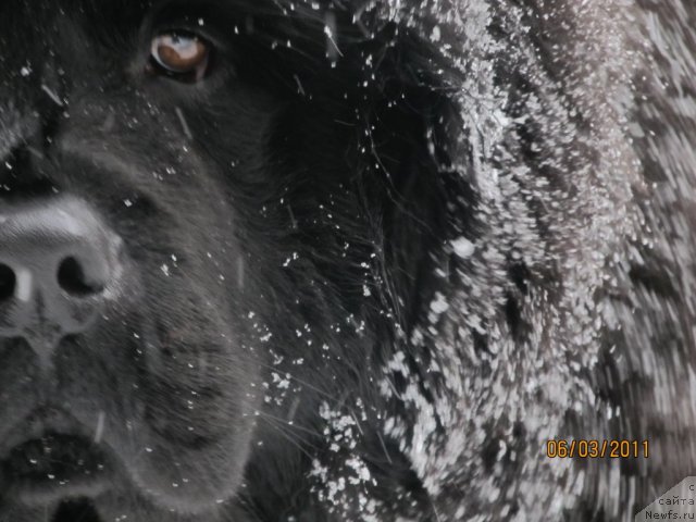 Фото: ньюфаундленд Их Высочество Владлена Маджикс