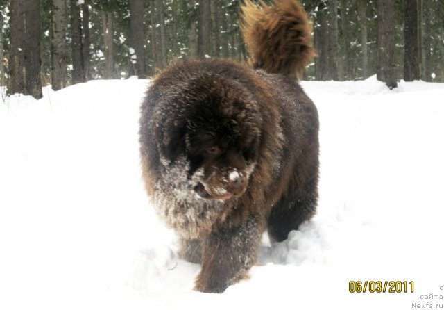 Фото: ньюфаундленд Командор из Медвежьего Яра