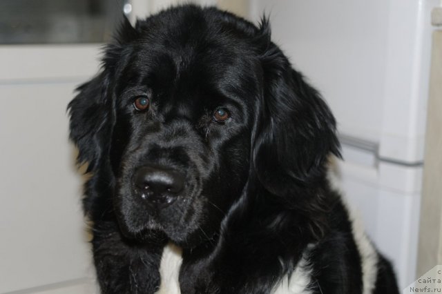 Фото: ньюфаундленд Кипер Соул Жемчужина Белая