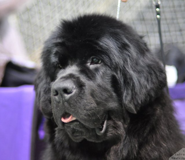 Фотография № 61228