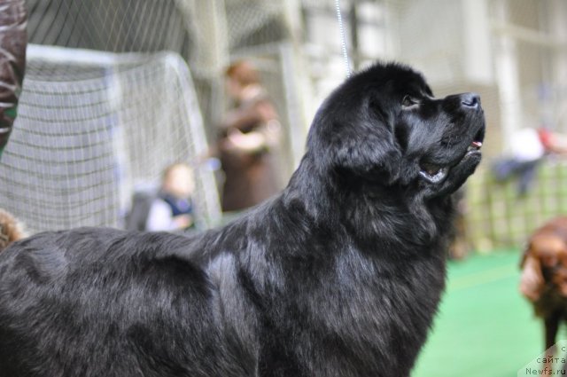 Фото: ньюфаундленд Мэджикал Оушен Евдокия