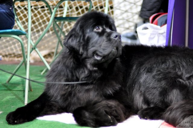 Фото: ньюфаундленд Мэджикал Оушен Евдокия