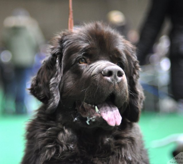 Фото: ньюфаундленд Джаконда