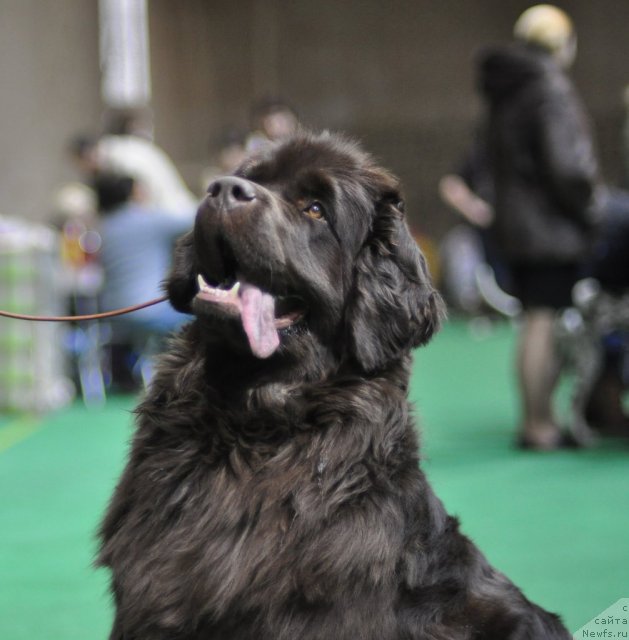 Фото: ньюфаундленд Джаконда